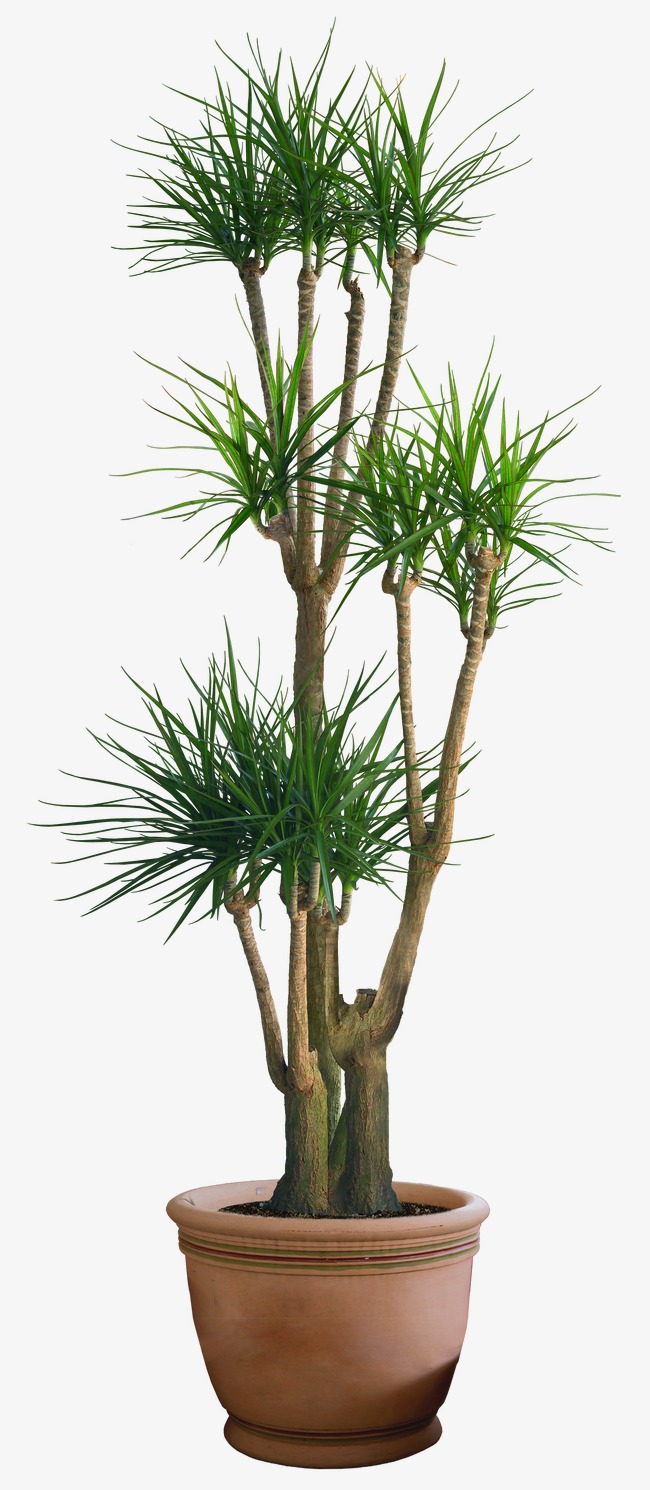 Hd Plant Pot, Bonsai, Decoration, Potted Free Png Image - Pot, Transparent background PNG HD thumbnail