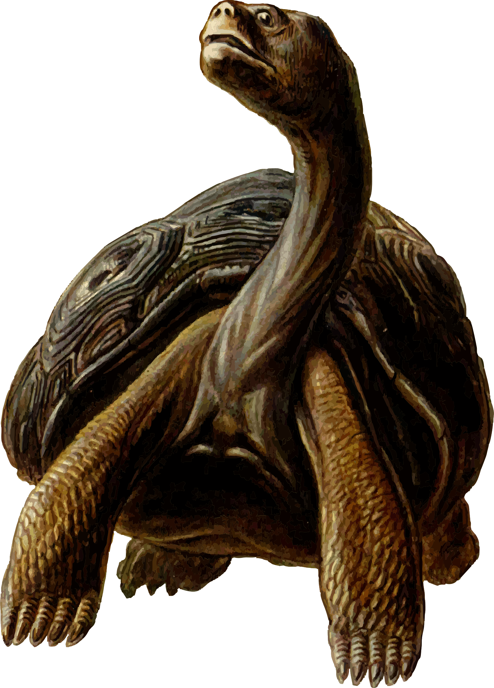 Prehistoric Tortoise Clipart - Tortoise, Transparent background PNG HD thumbnail