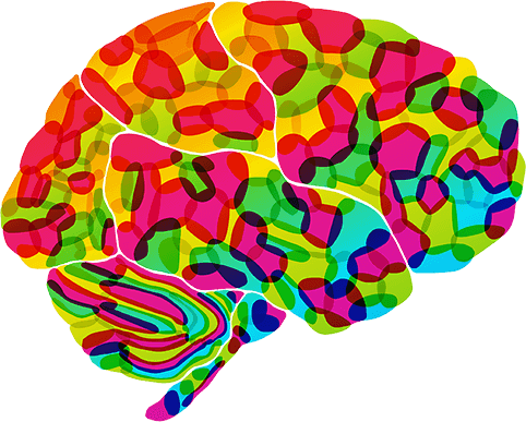 How Does The Brain Support Memory? - Psychology Brain, Transparent background PNG HD thumbnail