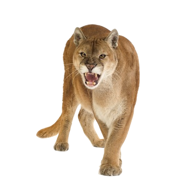 Puma Logo Picture PNG Image