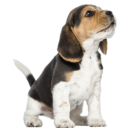 Beagle Puppy Howling Looking Up 1874515381.png - Puppy, Transparent background PNG HD thumbnail