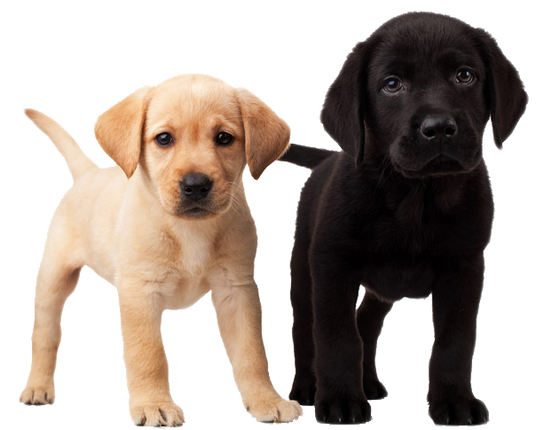 Dog Png Image, Picture, Download, Dogs - Puppy, Transparent background PNG HD thumbnail
