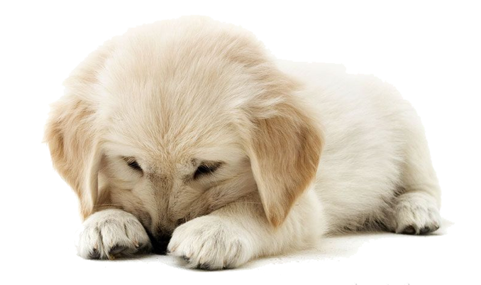 Golden Retriever Puppy Png Clipart - Puppy, Transparent background PNG HD thumbnail