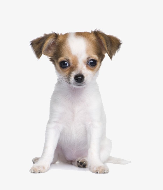 Chihuahua High Definition, Hd Chihuahua Pictures, Creative Cute Dog, Chihuahua Free Png Image - Puppy, Transparent background PNG HD thumbnail