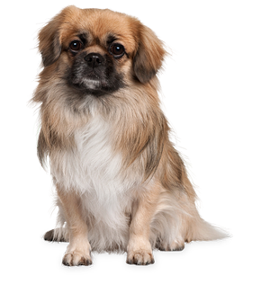 Dog Png Image - Puppy, Transparent background PNG HD thumbnail