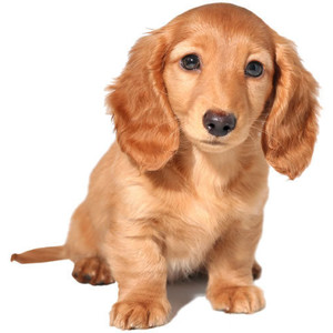 Love Our Dachshund Puppy » Dachshund Puppy - Puppy, Transparent background PNG HD thumbnail
