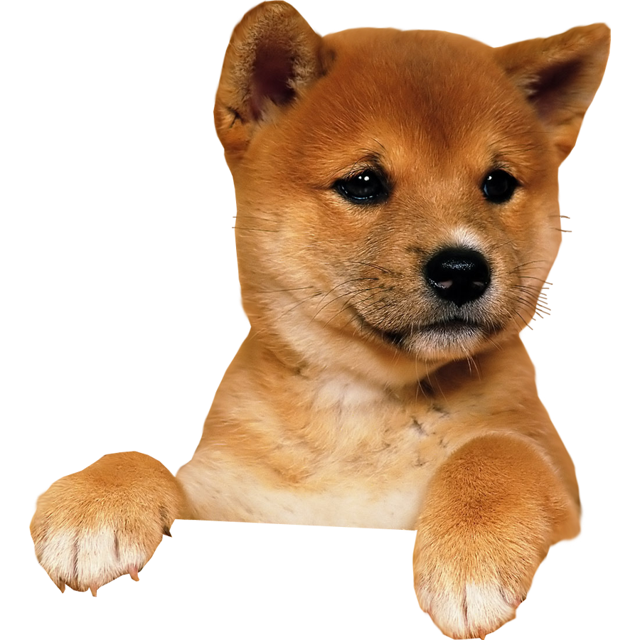 Puppy Png Image - Puppy, Transparent background PNG HD thumbnail