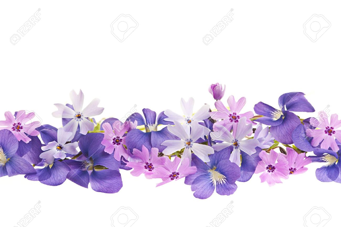 Arrangement Of Purple Violets And Moss Pink Flowers Isolated On White Background Stock Photo   13558504 - Purple And Pink Flowers, Transparent background PNG HD thumbnail