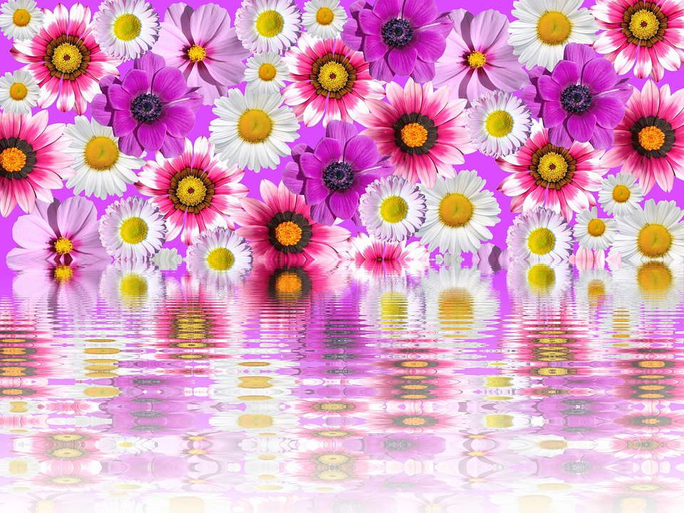Flowers Pink Purple Pink Flower Garden Plant - Purple And Pink Flowers, Transparent background PNG HD thumbnail