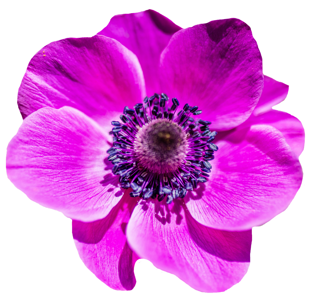 This High Quality Free Png Image Without Any Background Is About Purple, Beautiful, Flower - Purple And Pink Flowers, Transparent background PNG HD thumbnail