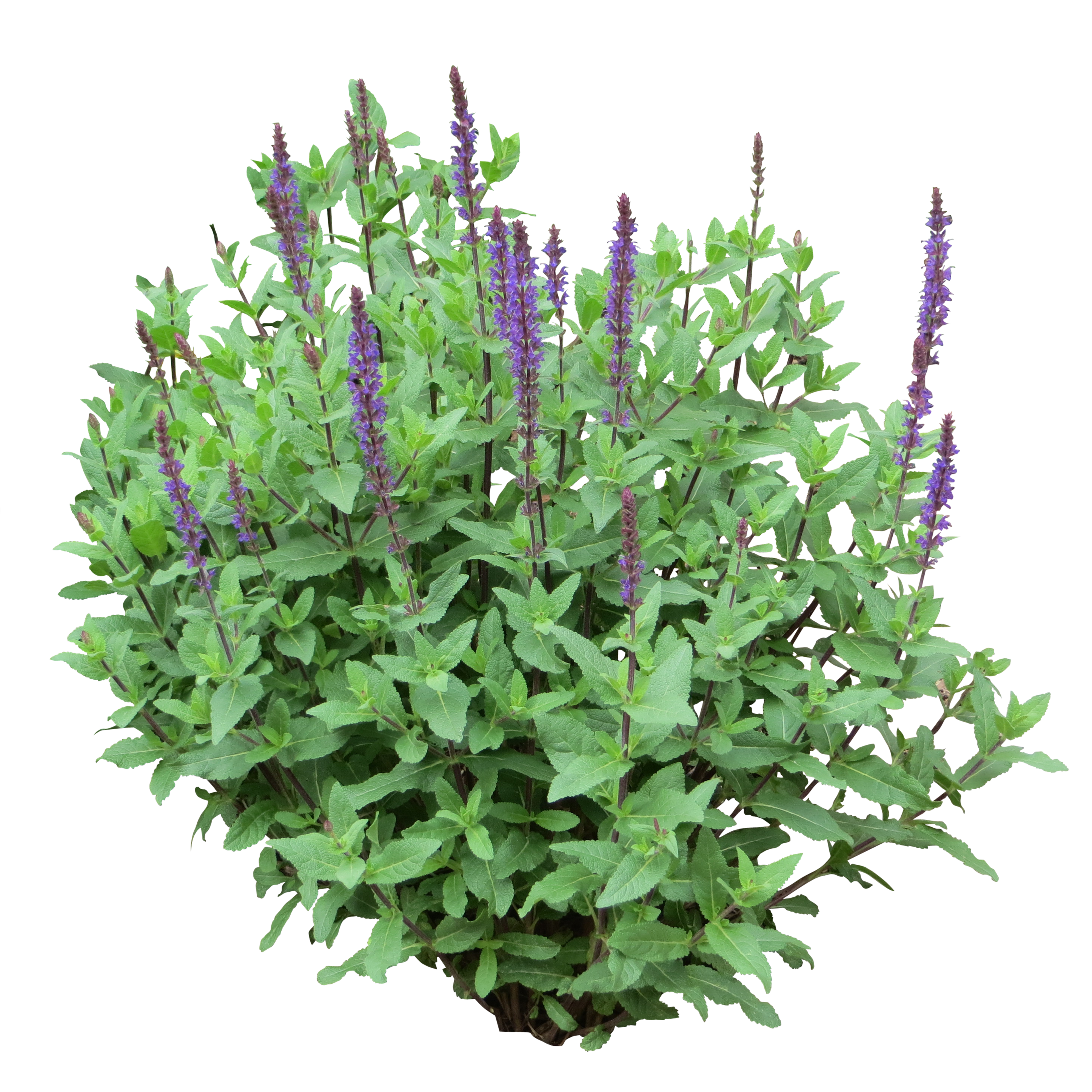 Purple Bush.png (2893×2893) - Shrub Bushes, Transparent background PNG HD thumbnail