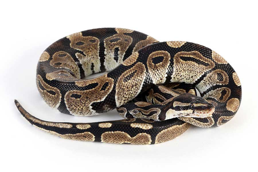 Burmese Python - Python Snake, Transparent background PNG HD thumbnail