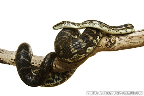 Carpet Python - Python Snake, Transparent background PNG HD thumbnail