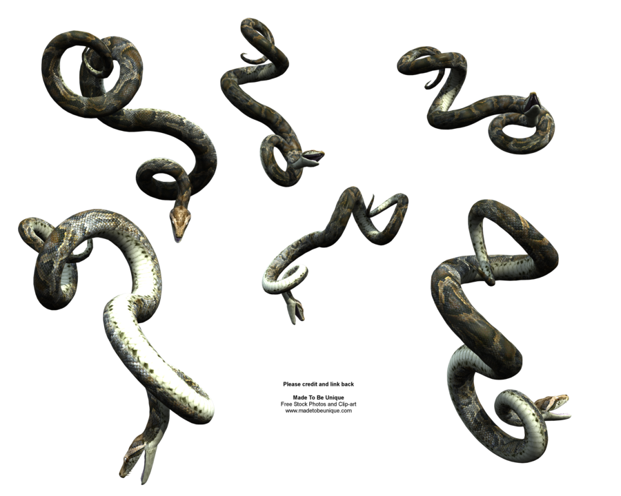 Hanging Python Snake Realistic By Madetobeunique Hdpng.com  - Python Snake, Transparent background PNG HD thumbnail