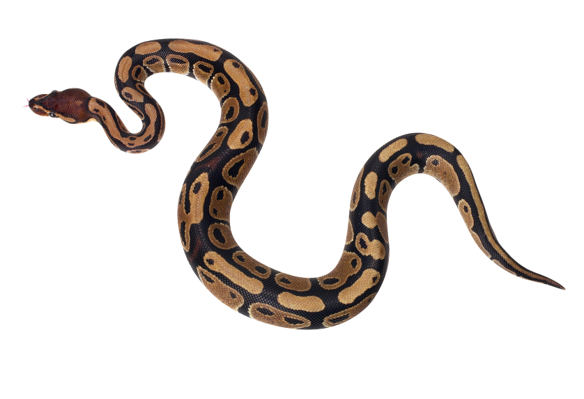 Pin Python Clipart Long Snake #7 - Python Snake, Transparent background PNG HD thumbnail