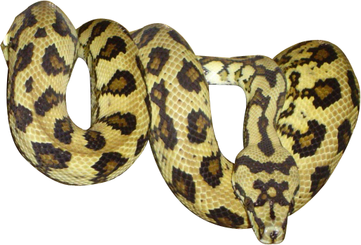 Render Reptiles   Renders Serpent Morelia Snake Python - Python Snake, Transparent background PNG HD thumbnail