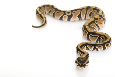 The Ball Python Is A Medium Sized Snake Native To Grasslands And Farmlands Of Western And Central Africa. Like Other Pythons, It Is A Constrictor, Hdpng.com  - Python Snake, Transparent background PNG HD thumbnail