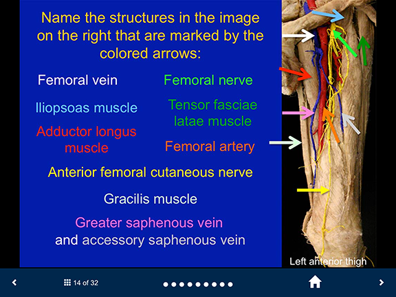 Umich Anatomy Practical Questions Design The Michigan Musculoskeletal Anatomy Full Hd Wallpaper Images - Questions, Transparent background PNG HD thumbnail