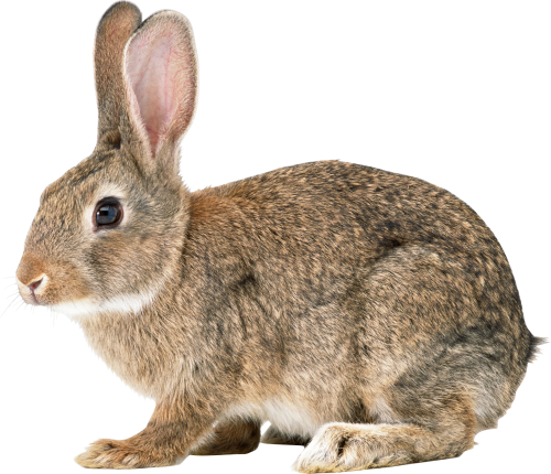 Download Png Image   Rabbit Png File 540 - Rabbit, Transparent background PNG HD thumbnail