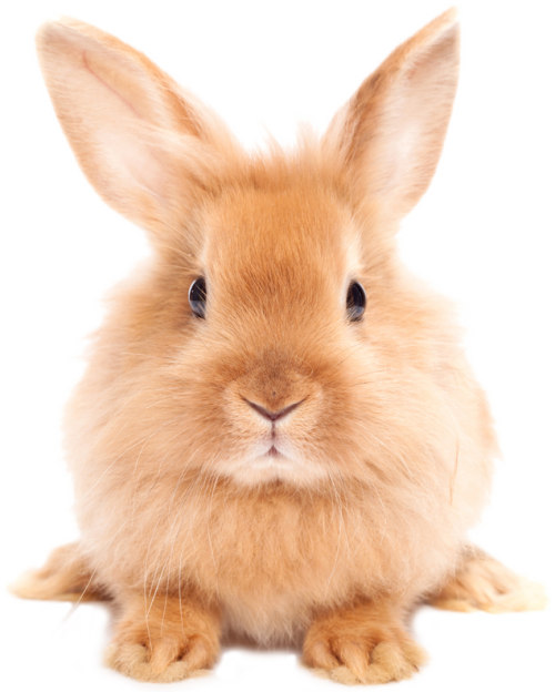 Easter Rabbit Png Hd - Rabbit, Transparent background PNG HD thumbnail