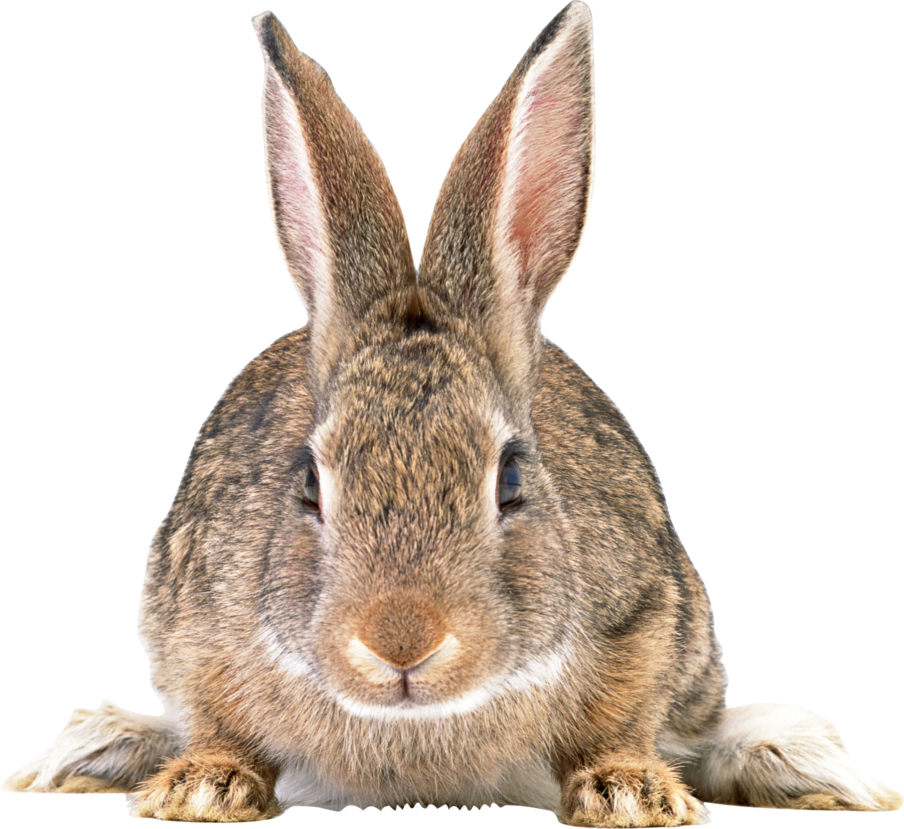 Gray Rabbit Png Image - Rabbit, Transparent background PNG HD thumbnail