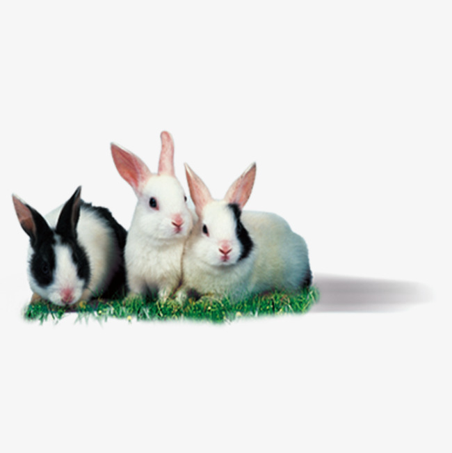 High Definition Picture Rabbit, Hd Bunny, Flower Rabbit, White Rabbit Png Image - Rabbit, Transparent background PNG HD thumbnail