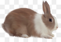 Png - Rabbit, Transparent background PNG HD thumbnail