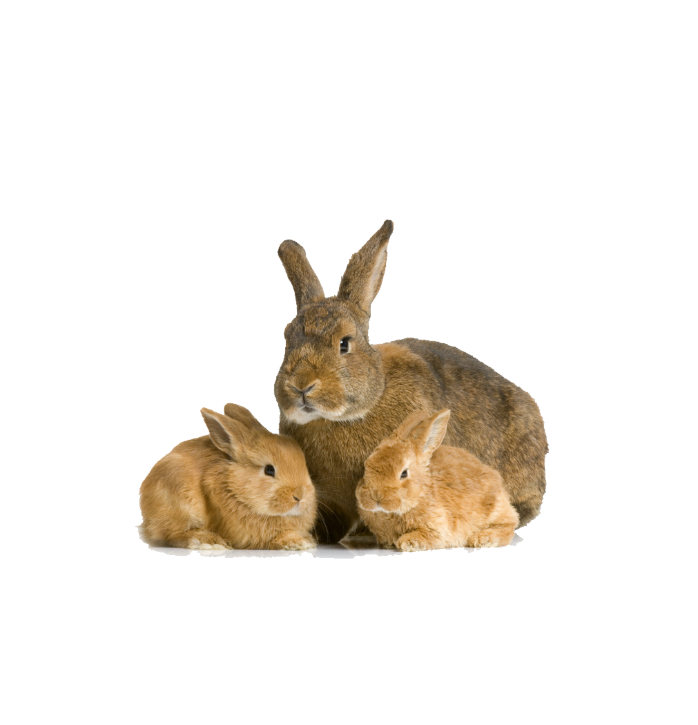 Rabbit Bunny Transparent Images - Rabbit, Transparent background PNG HD thumbnail