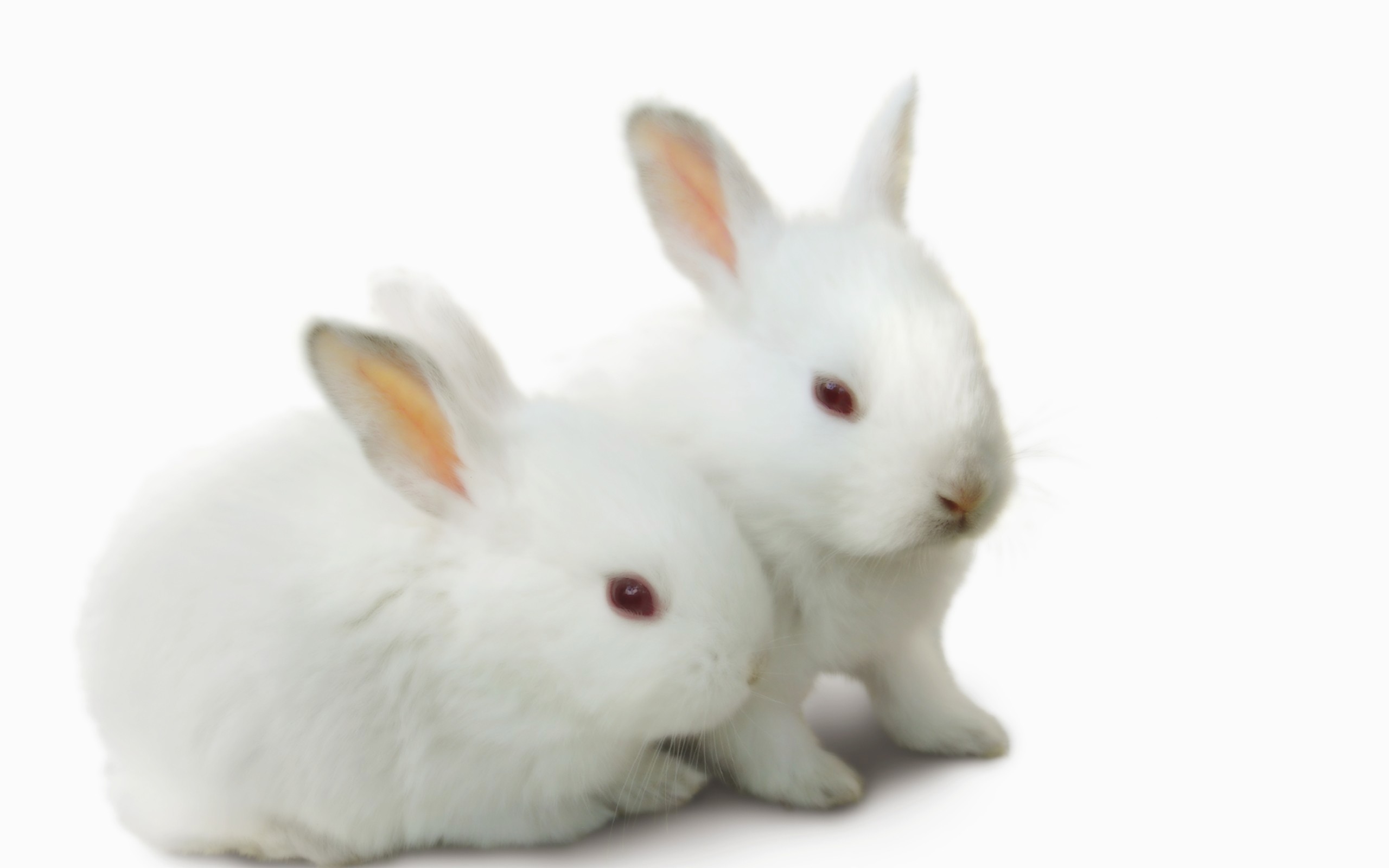 Rabbit Free - Rabbit, Transparent background PNG HD thumbnail