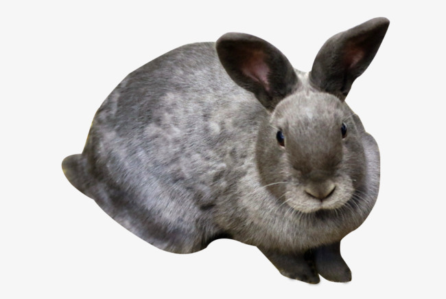 Rabbit Hd Clips, Animal, Lovely, Bunny Png Image And Clipart - Rabbit, Transparent background PNG HD thumbnail