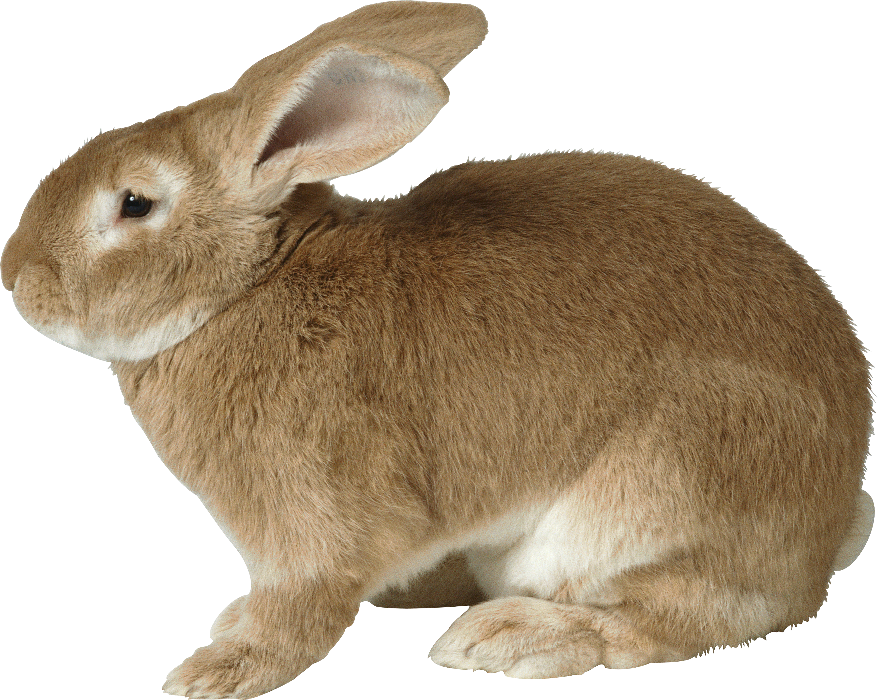 Rabbit HD clips, Animal, Love