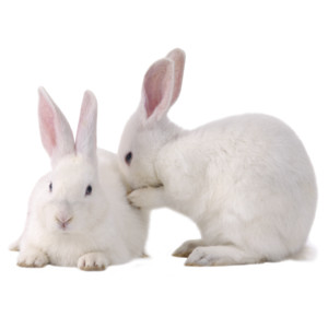 Rabbits.png   Rabbit Png - Rabbit, Transparent background PNG HD thumbnail