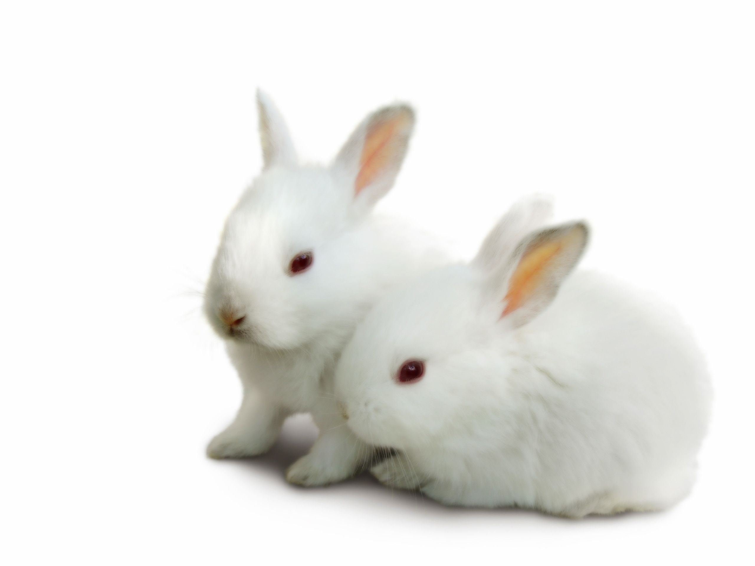 Top Beautiful And Cute Rabbit Wallpapers In Hd - Rabbit, Transparent background PNG HD thumbnail