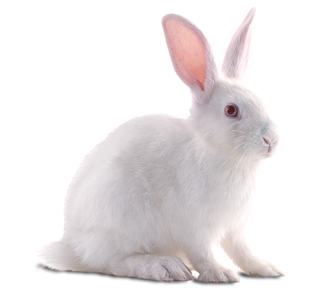 White Rabbit - Rabbit, Transparent background PNG HD thumbnail
