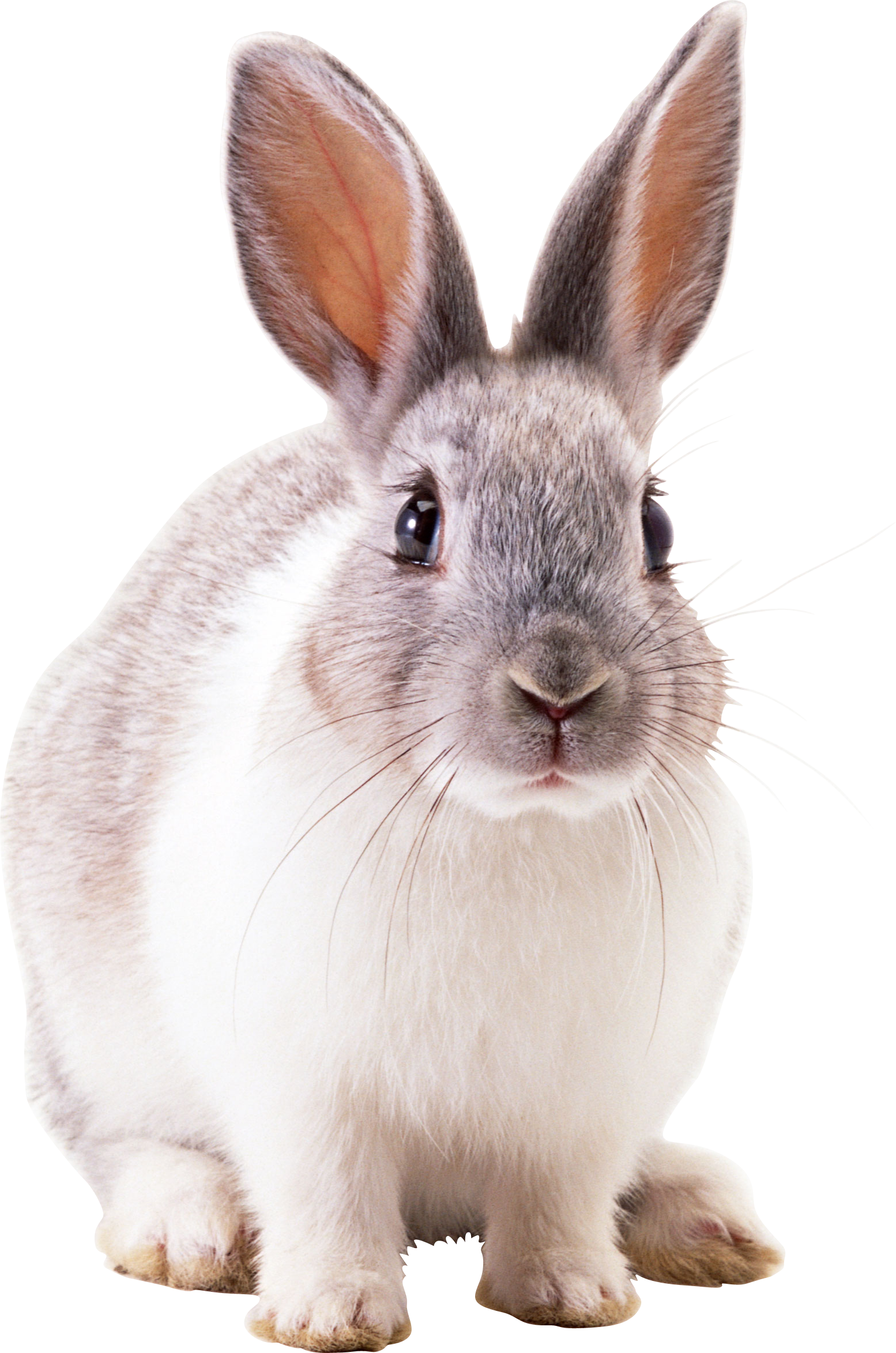 Rabbit Png Image - Rabbit, Transparent background PNG HD thumbnail