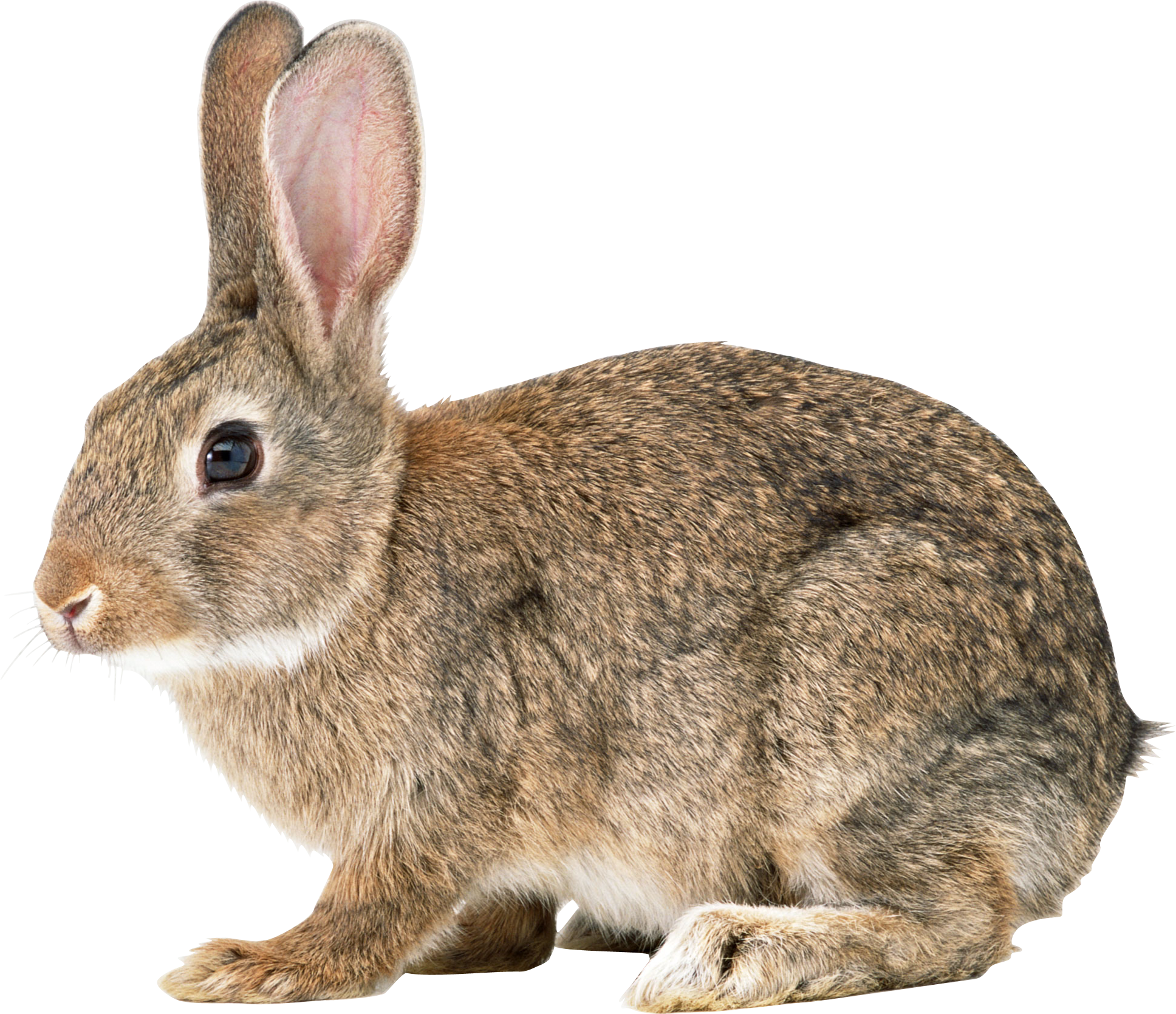 Rabbit Png Image - Rabbit, Transparent background PNG HD thumbnail