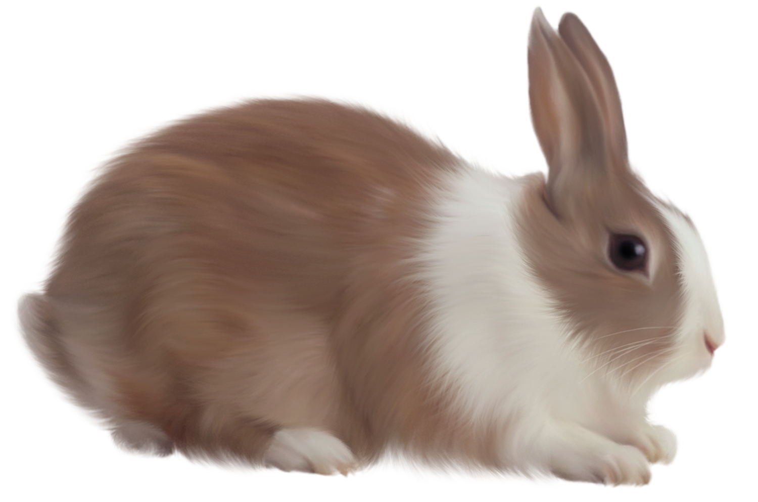 Rabbit Png image #40318