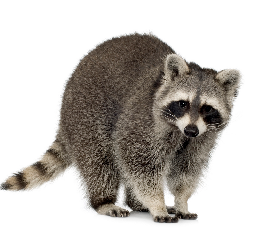 Buy Raccoon Months)   Procyon Lotor By Lifeonwhite On Photodune. Raccoon Months) U2013 Procyon Lotor In Front Of A White Background - Raccoon, Transparent background PNG HD thumbnail