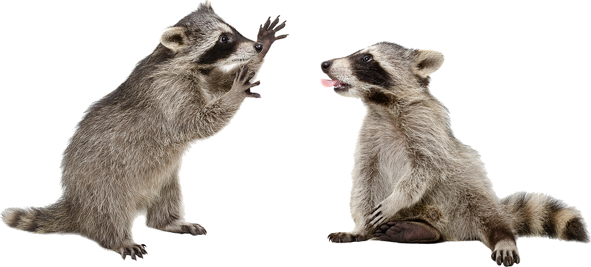 Can I Get Rabies From A Raccoon? - Raccoon, Transparent background PNG HD thumbnail