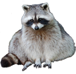 Download - Raccoon, Transparent background PNG HD thumbnail