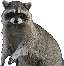 Raccoon - Raccoon, Transparent background PNG HD thumbnail