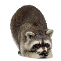 Raccoon Free Download Png Png Image - Raccoon, Transparent background PNG HD thumbnail