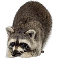 Raccoon Png Image Png Image - Raccoon, Transparent background PNG HD thumbnail