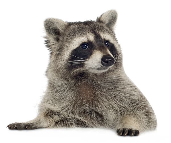 Raccoon Png Picture Png Image - Raccoon, Transparent background PNG HD thumbnail