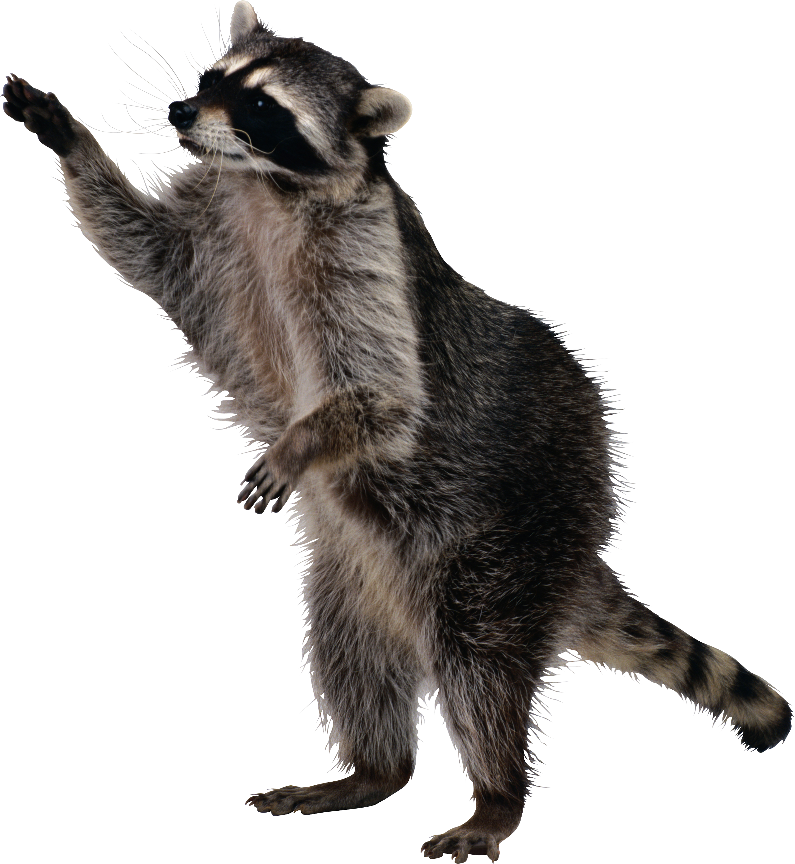 Raccoon_Png16965.png (2565×2790) | Енот | Pinterest | Raccoons And Animal - Raccoon, Transparent background PNG HD thumbnail