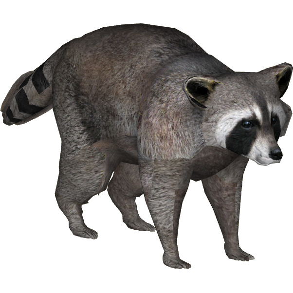 Raccoon (Zeagle Designs).png - Raccoon, Transparent background PNG HD thumbnail