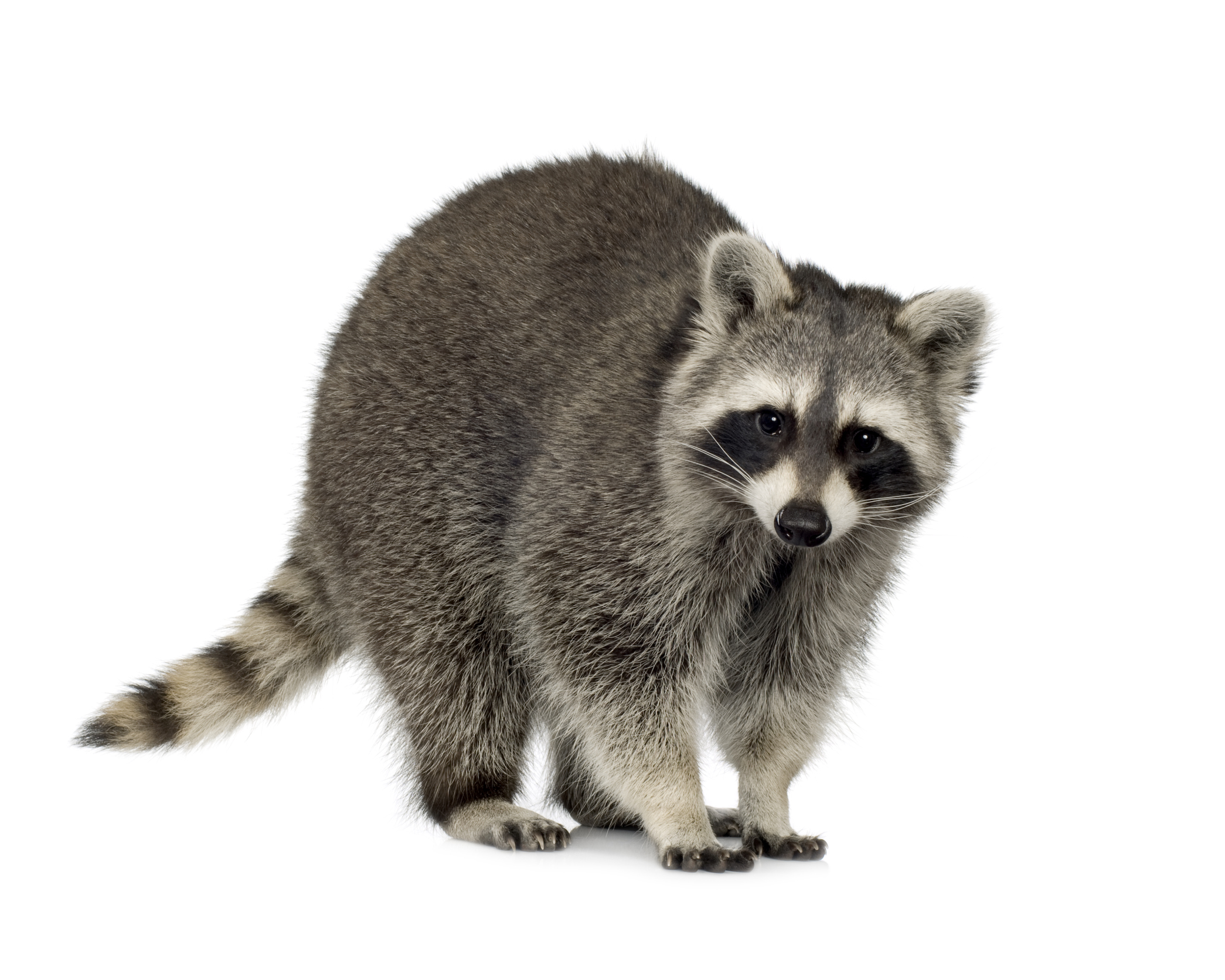 A Raccoon - Raccoon, Transparent background PNG HD thumbnail