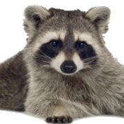 Download Raccoon Png Images Transparent Gallery. Advertisement - Raccoon, Transparent background PNG HD thumbnail