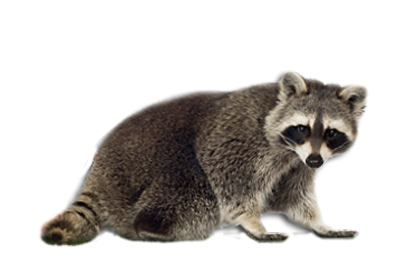 Raccoon Control | Raccoon Removal | Raccoon Control Ottawa | Raccoon Control Toronto | Services By Essen Pest Control - Raccoon, Transparent background PNG HD thumbnail