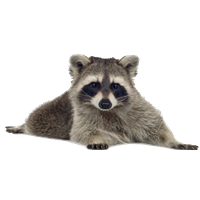 Raccoon Picture Png Image - Raccoon, Transparent background PNG HD thumbnail